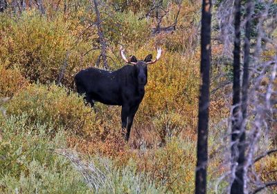 Moose 2024-09-17