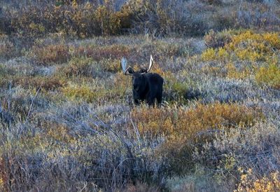 Moose 2024-10-01
