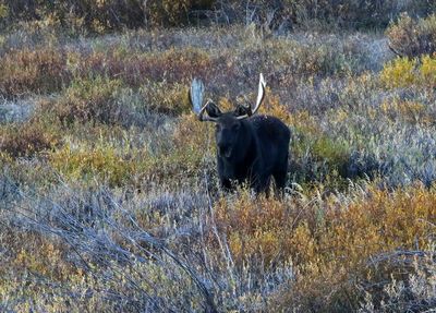 Moose 2024-10-01