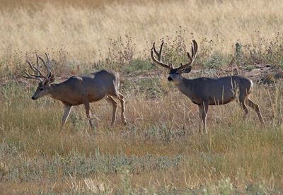 Mule Deer 2024-08-28