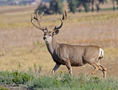 Mule Deer 2024-08-28