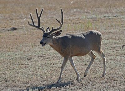 Mule Deer 2024-08-28