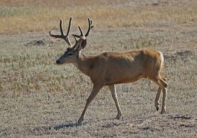 Mule Deer 2024-08-28