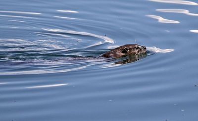 North American River Otter 2024-09-10