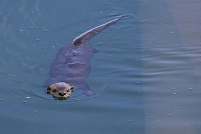 North American River Otter 2024-09-10