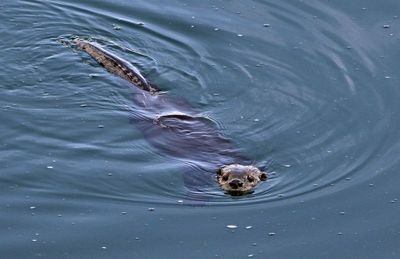 North American River Otter 2024-09-10