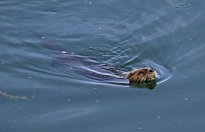 North American River Otter 2024-09-10