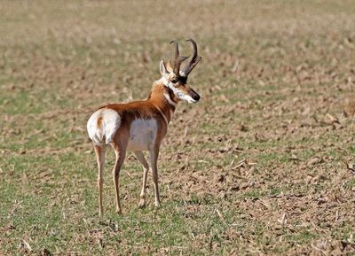 Pronghorn 2024-09-18
