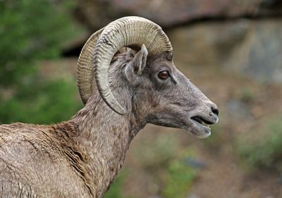 Rocky Mountain Bighorn Sheep 2024-09-17