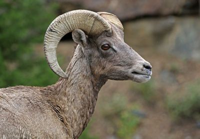 Rocky Mountain Bighorn Sheep 2024-09-17