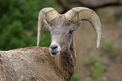 Rocky Mountain Bighorn Sheep 2024-09-17