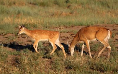 White-tailed Deer 2024-08-28
