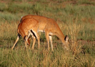 White-tailed Deer 2024-08-28