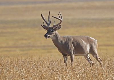 White-tailed Deer 2024-08-28