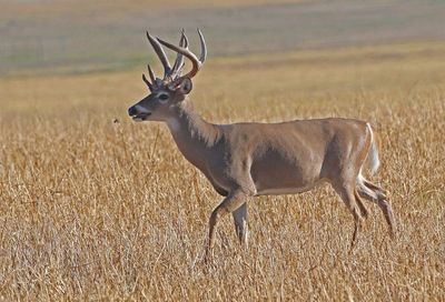 White-tailed Deer 2024-08-28