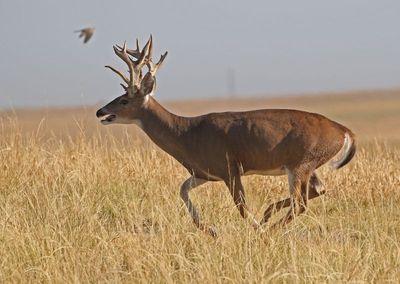 White-tailed Deer 2024-08-28