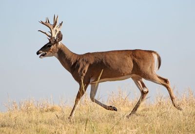 White-tailed Deer 2024-08-28