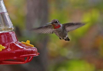Anna's Hummingbird 2024-10-13