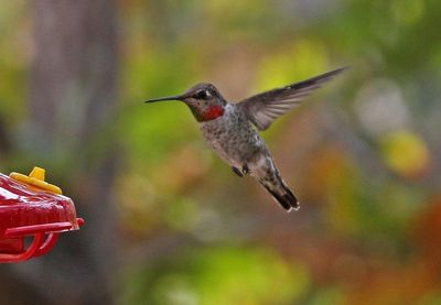 Anna's Hummingbird 2024-10-13