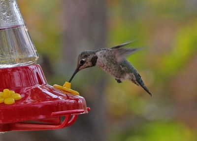 Anna's Hummingbird 2024-10-13