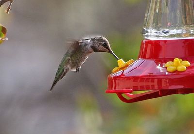Anna's Hummingbird 2024-10-13