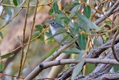 Blue-headed Vireo 2024-10-13