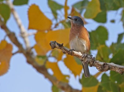 Eastern Bluebird 2024-10-13