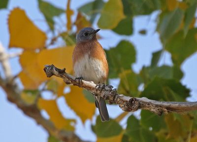 Eastern Bluebird 2024-10-13