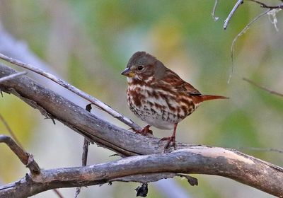 'Red' Fox Sparrow 2024-10-13