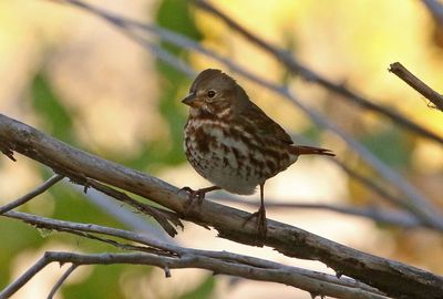 'Red' Fox Sparrow 2024-10-13