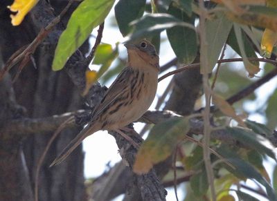 LeConte's Sparrow 2024-10-13