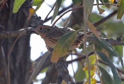 LeConte's Sparrow 2024-10-13