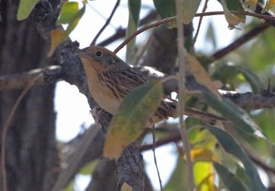 LeConte's Sparrow 2024-10-13