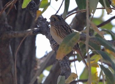 LeConte's Sparrow 2024-10-13
