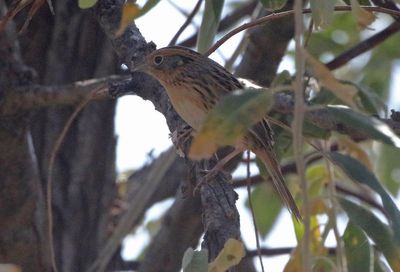 LeConte's Sparrow 2024-10-13