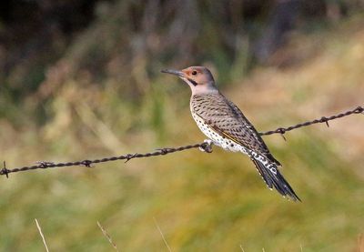 Northern 'Yellow-shafted' Flicker 2024-10-13