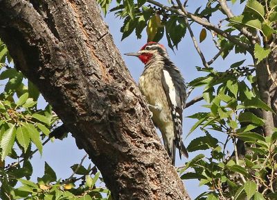 Red-naped Sapsucker 2024-10-13