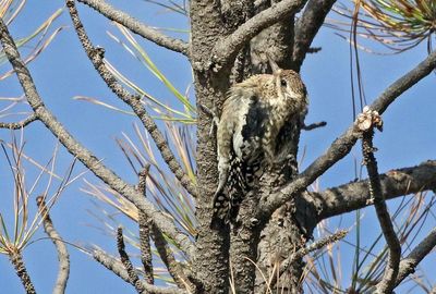 Yellow-bellied Sapsucker 2024-10-13