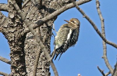 Yellow-bellied Sapsucker 2024-10-13