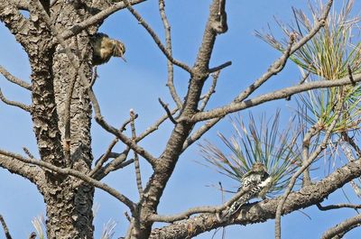 Yellow-bellied Sapsucker 2024-10-13