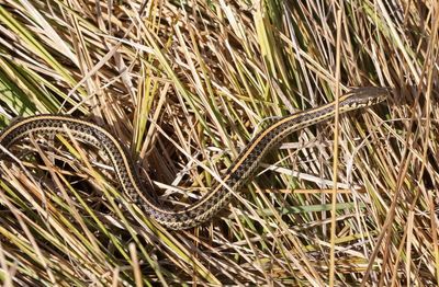 Plains Gartersnake 2024-10-13