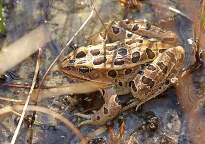 Plains Leopard Frog 2024-10-13
