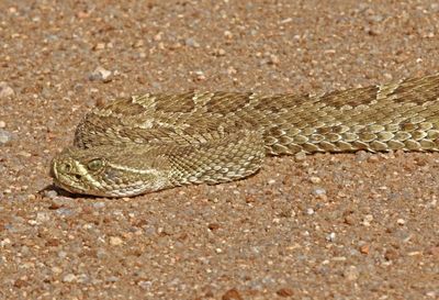 Prairie Rattlesnake 2024-10-13