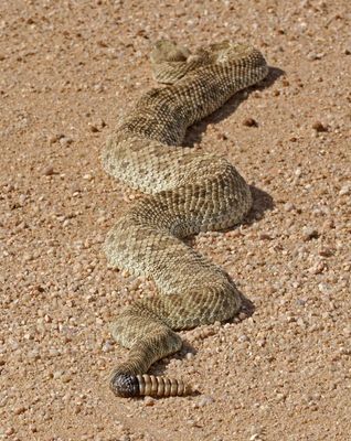 Prairie Rattlesnake 2024-10-13