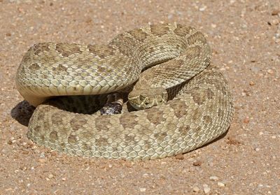 Prairie Rattlesnake 2024-10-13