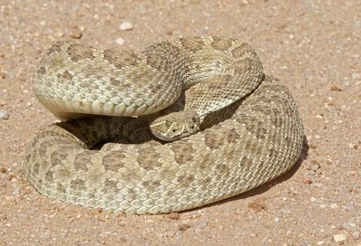 Prairie Rattlesnake 2024-10-13