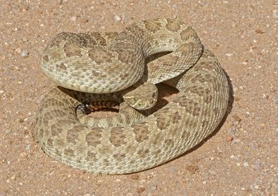 Prairie Rattlesnake 2024-10-13