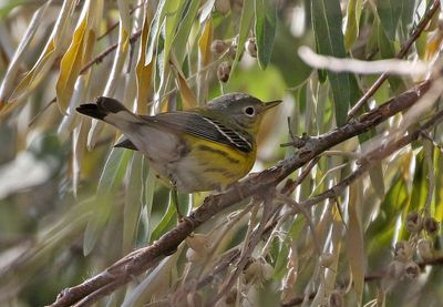 Magnolia Warbler 2024-10-27