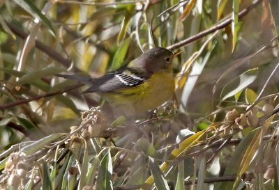 Magnolia Warbler 2024-10-27
