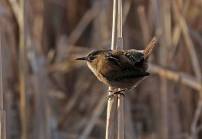 Marsh Wren 2024-10-27